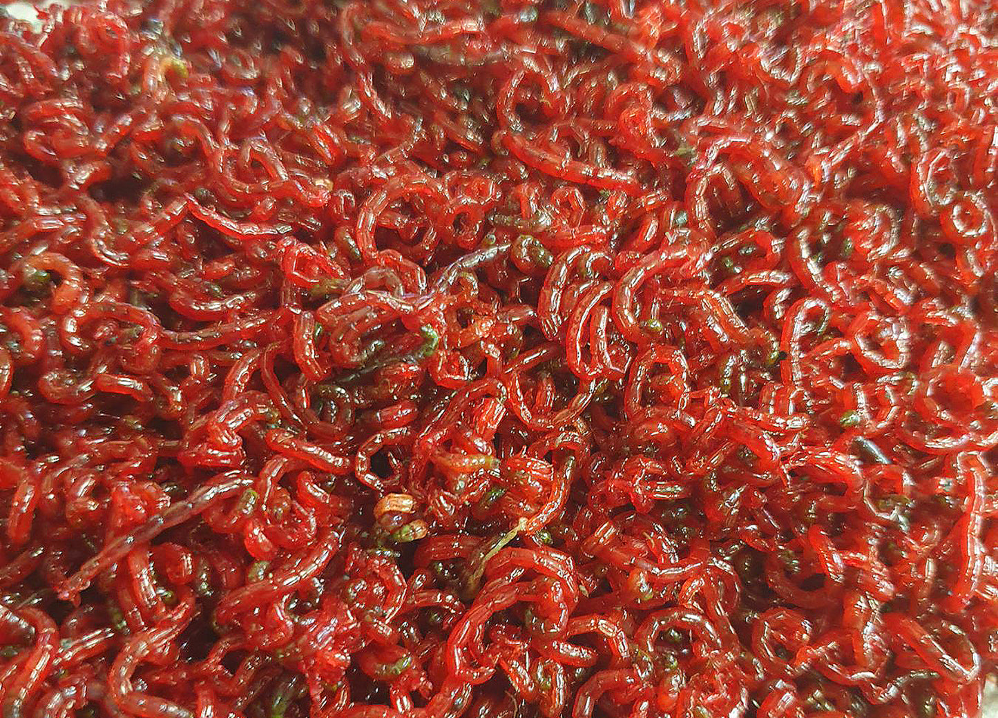Fouillis and bloodworm - assorted pack sizes