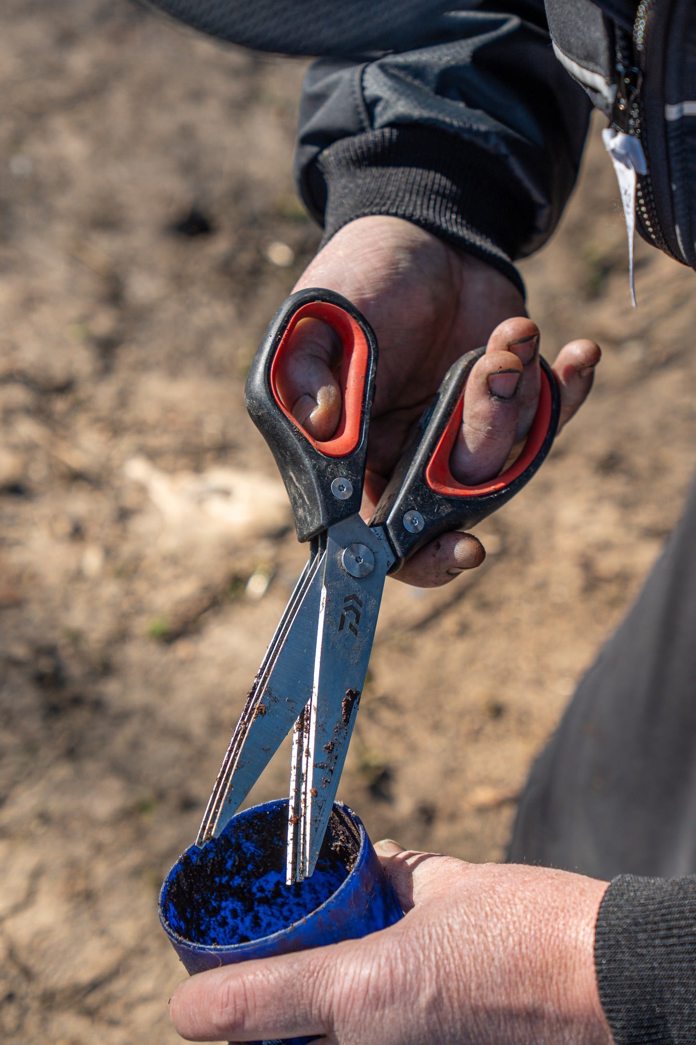 Тройна ножица за стръв DAIWA N'ZON TRIPLE BLADE WORM SCISSORS в ръката на рибар, нарязваща червеи.