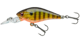 Gold Perch