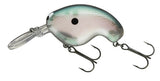 Gizzard Shad