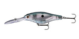 Gizzard Shad
