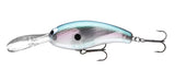 Gizzard Shad