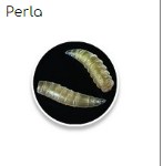Изкуствени бели червеи Fil Fishing MAGGOTS Perla, привлекателна стръв за риболов, 30 броя дължина 15мм.