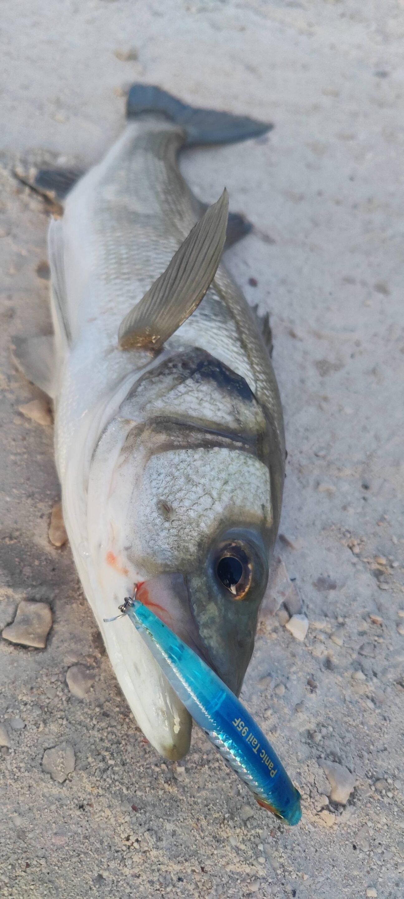 Воблер Sea Buzz Panic Tail 95F Topwater - 9.5cm/8.5g улов на риба с примамка на повърхността