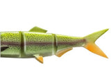 corp de rezerva - rainbow trout