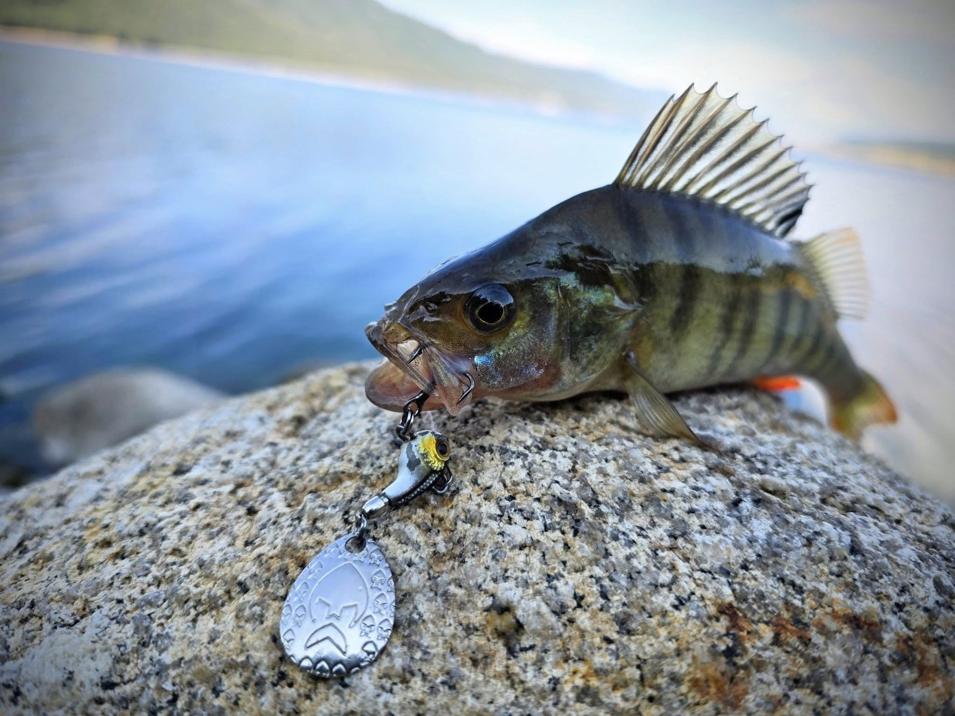 Спинер Westin DropBite Tungsten Spin Tail Jig с уловена риба на камък с езеро на заден план.
